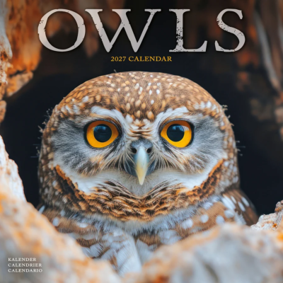 CALENDRIER 2027 - CHOUETTES