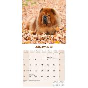 CALENDRIER 2026 - CHOW CHOW