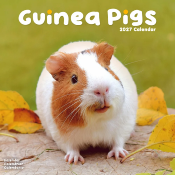 CALENDRIER 2027 - COBAYES - COCHON D'INDE