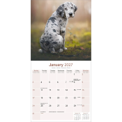 CALENDRIER 2027 - DOGUE ALLEMAND