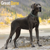 CALENDRIER 2027 - DOGUE ALLEMAND