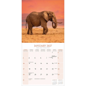 CALENDRIER 2027 - ELEPHANTS