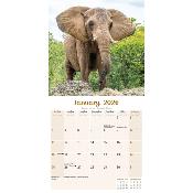 CALENDRIER 2026 - ELEPHANTS