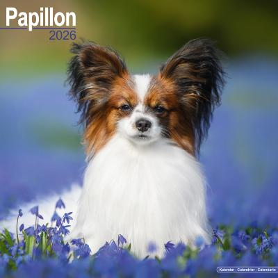 CALENDRIER 2026 - EPAGNEUL PAPILLON NAIN