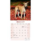 CALENDRIER 2026 - GREYHOUND