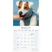 CALENDRIER 2027 - JACK RUSSELL