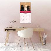 CALENDRIER 2026 -LABRADOR MIXED : sable, noir et chocolat