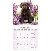 CALENDRIER 2027 - LABRADOR CHOCOLAT