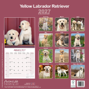 CALENDRIER 2027 - LABRADOR SABLE
