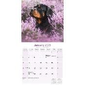 CALENDRIER 2026 - ROTTWEILER