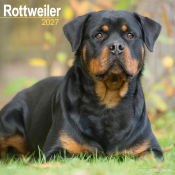 CALENDRIER 2027 - ROTTWEILER