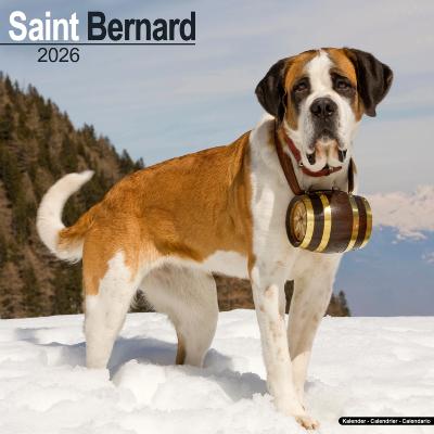 CALENDRIER 2026 - SAINT BERNARD