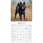 CALENDRIER 2027 - SCHIPPERKE