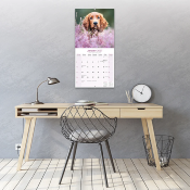 CALENDRIER 2027 - SETTER IRLANDAIS
