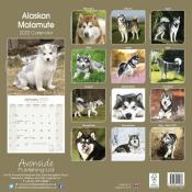 CALENDRIER 2022 - ALASKAN MALAMUTE