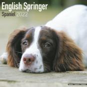 CALENDRIER 2022 - SPRNGER SPANIEL ANGLAIS