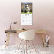 CALENDRIER 2026 - BERGER AUSTRALIEN