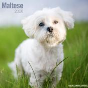 CALENDRIER 2026 -BICHON MALTAIS