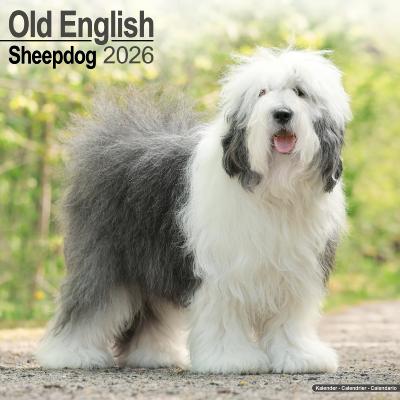 CALENDRIER 2026 - BOBTAIL