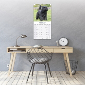 CALENDRIER 2027 - BOUVIER DES FLANDRES