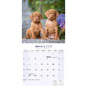CALENDRIER 2026 - BRAQUE HONGROIS