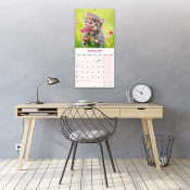 CALENDRIER 2027 - CHATONS  DIVERSES RACES