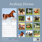 CALENDRIER 2027 - CHEVAUX ARABES