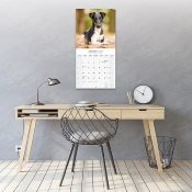 CALENDRIER 2027 - FOX TERRIER