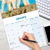 CALENDRIER 2026 - FOX TERRIER POIL DUR