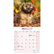 CALENDRIER 2026 -LHASSA APSO