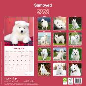 CALENDRIER 2026 - SAMOYEDE