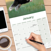 CALENDRIER 2027 - SCHNAUZER NAIN