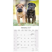 CALENDRIER 2027 - SHAR PEI