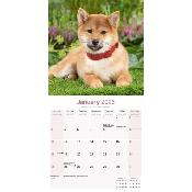 CALENDRIER 2026 - SHIBA INU