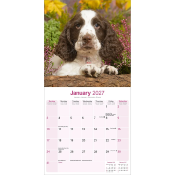 CALENDRIER 2027 - SPRINGER SPANIEL ANGLAIS