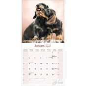 CALENDRIER 2027 - TECKEL POIL DUR