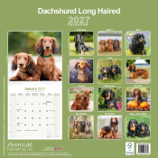 CALENDRIER 2027 - TECKEL POIL LONG
