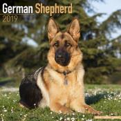 CALENDRIER 2019 - BERGER ALLEMAND