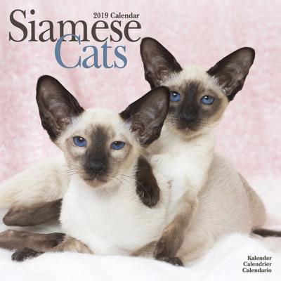 CALENDRIER 2019 - CHAT SIAMOIS