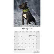 CALENDRIER 2026 - AMERICAN STAFFORDSHIRE TERRIER