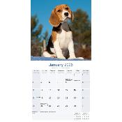 CALENDRIER 2026 - BEAGLE