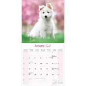 CALENDRIER 2027 - BERGER BLANC SUISSE