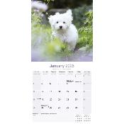 CALENDRIER 2026 -BICHON MALTAIS