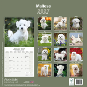 CALENDRIER 2027 - BICHON MALTAIS