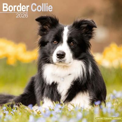 CALENDRIER 2026 - BORDER COLLIE