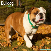 CALENDRIER 2027 - BOULEDOGUE ANGLAIS