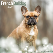 CALENDRIER 2027 - BOULEDOGUE FRANCAIS