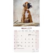 CALENDRIER 2026 - BOXER
