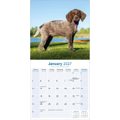 CALENDRIER 2027 - BRAQUE ALLEMAND