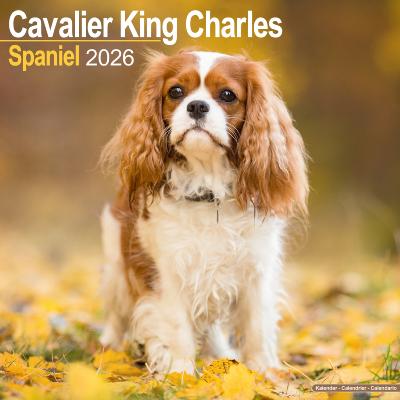 CALENDRIER 2026 - CAVALIER KING CHARLES